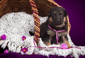 German shepherd puppy sitting in a basket. Purple background.