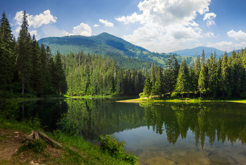 Fototapeta na wymiar pine forest near the mountain lake