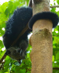 binturong © Pakhnyushchyy