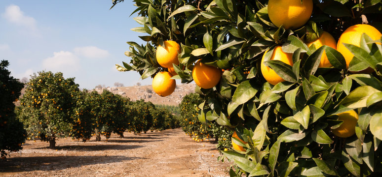 Raw Food Fruit Oranges Ripening Agriculture Farm Orange Grove