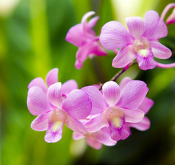 orchid