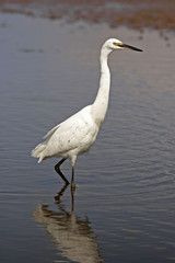 Little Egret - Egretta garzetta