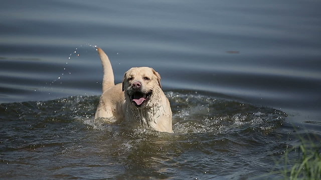 Dog of breed labrador retriever swims in the lake and goes out