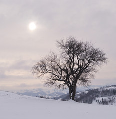 Landscape with an isolated tree in snow in a winter day.