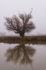 Obraz na płótnie Canvas Single tree reflected in a lake in a misty cold autumn day.