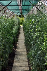 Greenhouse with tomatoes and vegetables