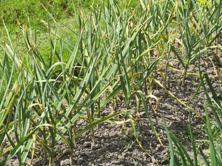 Patch with garlic. Growing garlic in garden