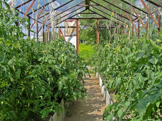 Tomatoes in greenhouse. Growing tomatoes in a greenhouse