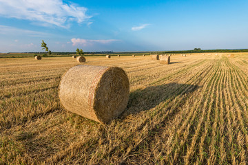 Hay bale in a field in a sunny day.