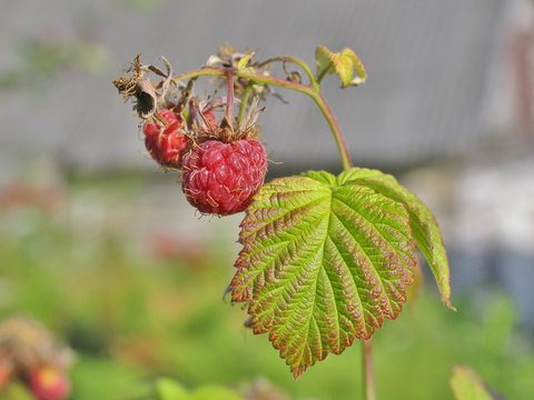 Little tasty raspberry with green leaf on branch