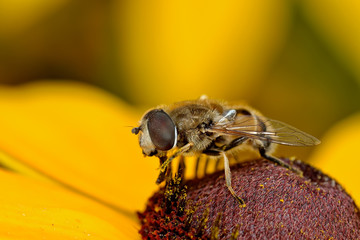 macro bee