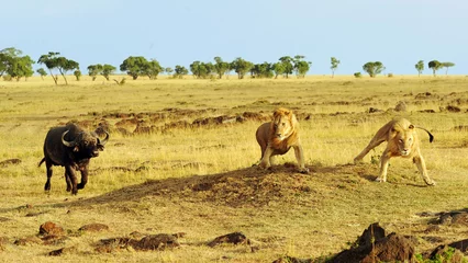 Fototapeten Afrikanischer Büffel und Löwen auf der Masai Mara © Amy Nichole Harris