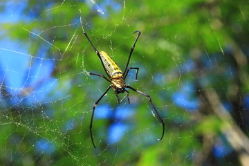 Spider Nephila maculata parallel fiber Gold