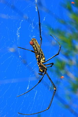 Spider Nephila maculata parallel fiber Gold