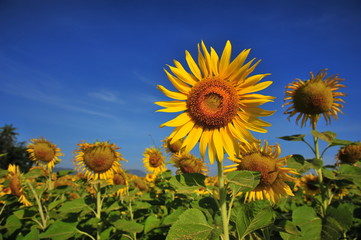 Yellow Sunflowers in Spring Season