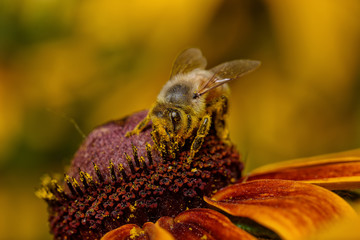 bee