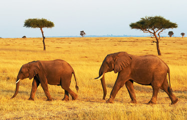 Fototapeta na wymiar Elephants on the Masai Mara in Africa