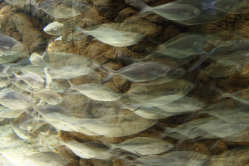 Fish shoal motion effect