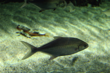 Fish of aquarium