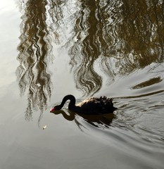 Black swan reflected in water