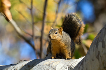 Squirrel