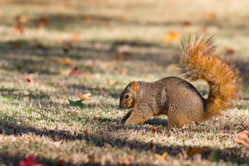 Squirrel burying nuts in fall in preparation for winter