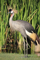 Grey Crowned Crane