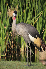 Grey Crowned Crane