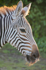 Naklejka premium Head shot of Zebra