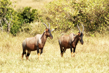 Two Topi on the Masai Mara in Africa