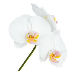 Seven Day Old White Orchid Isolated on White Background.
