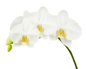 Fototapeta na wymiar Seven Day Old White Orchid Isolated on White Background.