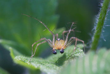 spider