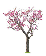 Naklejka premium pink sacura tree