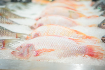 Bunch of fishes on ice in supermarket