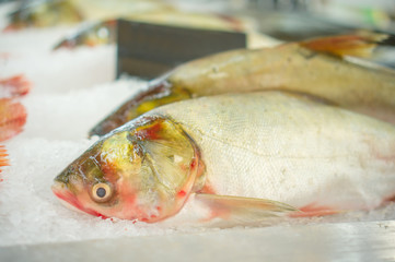 Bunch of fishes on ice in supermarket