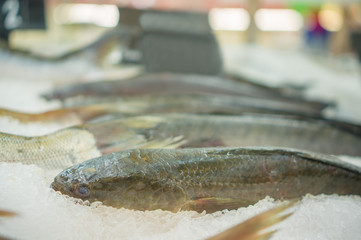 Bunch of snake fishes on ice in supermarket