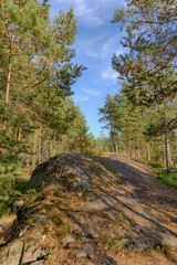 rocks in summer forest