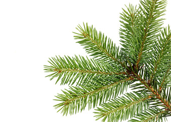 fir branch isolated on white background