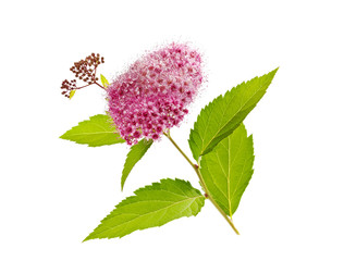 branch with flowers and foliage of a spirea plant isolated on white background, bee plant