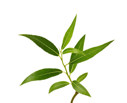 Willow Branch With Green Leaves Isolated On White