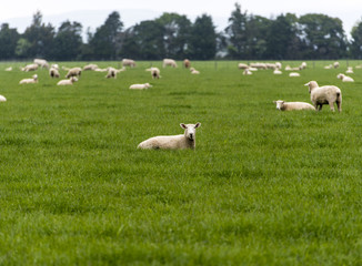 Fototapeta premium New Zealand sheep