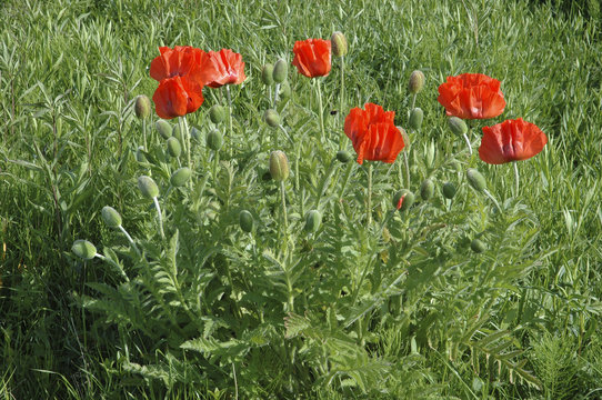 Pavot D'orient, Papaver Orientale