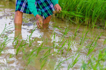 Fototapeta premium farmer on rice field