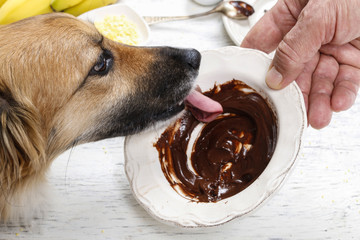 Dog licking chocolate