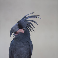 Palm Cockatoo Parrot, Kuala Lumpur, Malaysia
