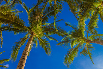 Obraz na płótnie Canvas palm tree on sky background