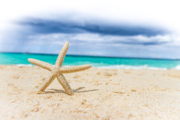Fototapeta na wymiar starfish on tropical sand beach and sea background