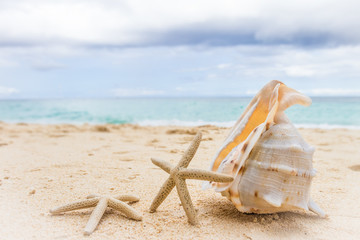 Fototapeta na wymiar sea shell and starfish on tropical sand beach and sea background