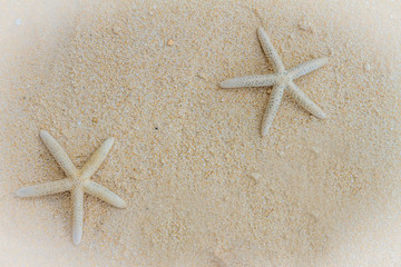starfish on tropical sand beach and sea background